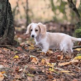 Blue collar - Cream female Dachshund puppy in Nashville, Arkansas from Whisenhunt Farms