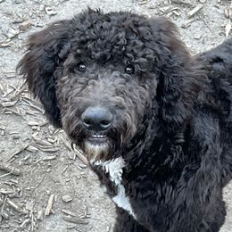 Knox - Black and white male Aussiedoodle puppy in Anchorage, Alaska from Covington Acres
