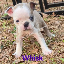 Girl 2 - Blue female Boston Terrier puppy in Griffin, Georgia from Celtic Kennel Bostons