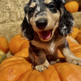 Legend - Dapple male Dachshund puppy in Call, Texas from Dachshund D’Amore