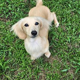 Brie - Dachshund