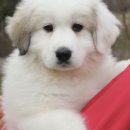 Great Pyrenees Puppies from White O'Morn Farm AKC Great Pyrenees