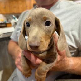 Beau - Fawn (isabella) and tan male Dachshund puppy in Skiatook, Oklahoma from Little Weiner Ranch