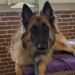 Belgian Tervuren from Rachel's Tervurens