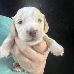 Joel Kevin - Cream male Dachshund puppy in Bigfork, Minnesota from Dachshunds Up North