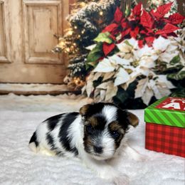 Girl 1 - Black tan and white female Biewer Terrier puppy in Nicholls, Georgia from Southeast Biewers