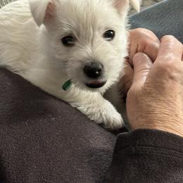 West Highland White Terrier Puppies from Highland Skye