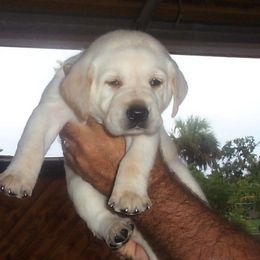 Labrador Retriever Puppies from Shadybry Labradors