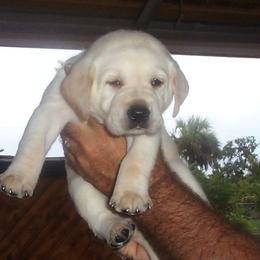 Labrador Retriever Puppies from Shadybry Labradors