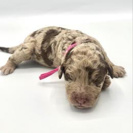 Honey - Merle female Goldendoodle puppy in Pulaski, Tennessee from Doodle My Heart