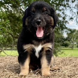 Green collar - Black tri male Miniature Australian Shepherd puppy in 32046, Florida from River Hill Ranch