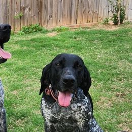 German Shorthaired Pointers from Southern Blaze Pointers
