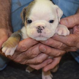 Falco - Chocolate tri-color male Bulldog puppy in Clarinda, Iowa from Stimson Bulldogs