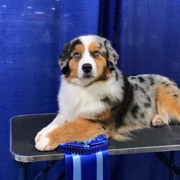 Miniature American Shepherd Puppies from Karen Ross's Miniature American Shepherds