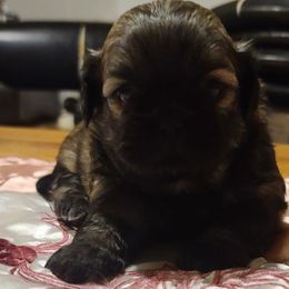 Puppy 2 - Tricolor female Shih Tzu puppy in Belleville, Michigan from Patricia's Heavenly Earth Angels