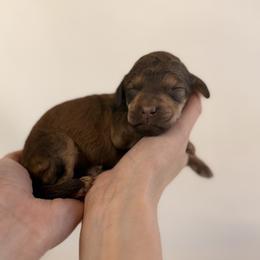 Lucky - Phantom female Poodle puppy in Hartwell, Georgia from Lake Hartwell Standard Poodles