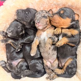 Turkey - Phantom male Goldendoodle puppy in Everett, Washington from Pawlydoodles