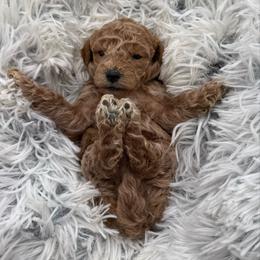 Lucy - Apricot female Cavapoo puppy in Hayden, Alabama from Agape Southern Farms