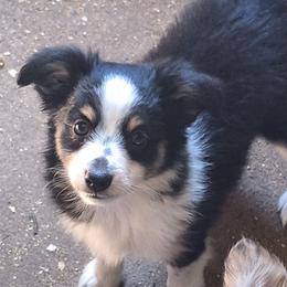 Poppy - Black tri female Miniature Australian Shepherd puppy in Fairview, South Dakota from Dakota Toy Aussies