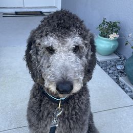 Klaus - Poodle