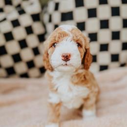 Jessie - Apricot female Goldendoodle puppy in Lakeland, Florida from Rolling Oak Doodles