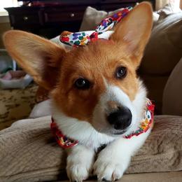 Pembroke Welsh Corgis from Lucky Penny Corgis