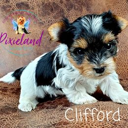 Yorkshire Terrier Puppies from Pixieland Yorkshire Terriers
