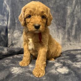 Boy 2 maroon collar - Red male Cavapoo puppy in Wesson, Mississippi from Southern Country Doodles