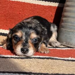 Dapple boy2 - Dapple male Dachshund puppy in Paris, Texas from Michel Creek Kennel