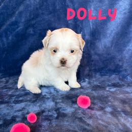 Dolly ( Lucky's Porcelain Doll) - Cream female Havanese puppy in Fielding, Utah from LUCKY HAVANESE