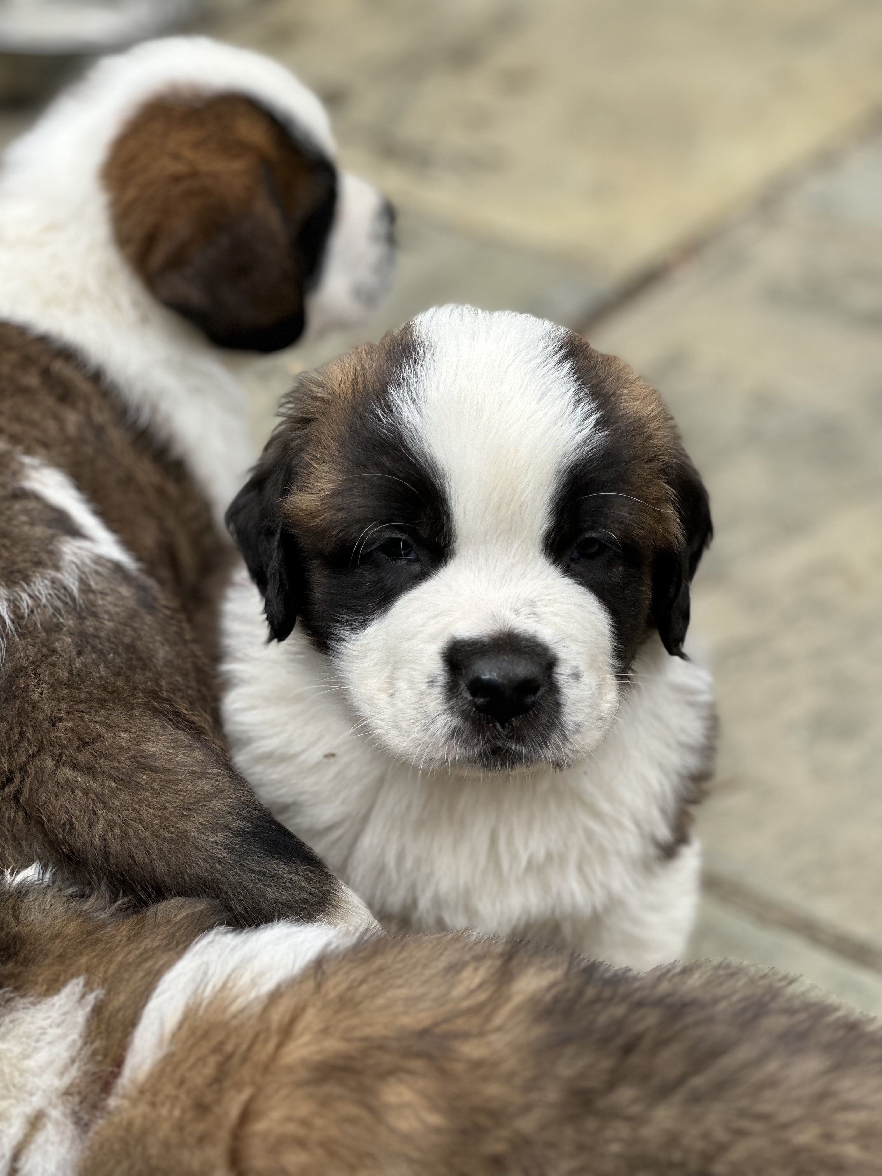 GO Saint Bernards in New Jersey | Saint Bernard puppies | Good Dog
