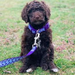 Goldendoodles and Labradoodles from Blessing Labradoodles, Goldendoodles, standard and mini’s