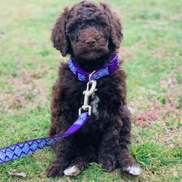 Goldendoodles and Labradoodles from Blessing Labradoodles, Goldendoodles, standard and mini’s