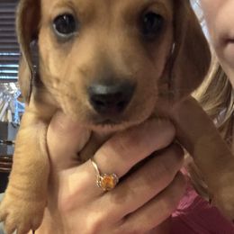 Dachshund Puppies from Danielle Jensen