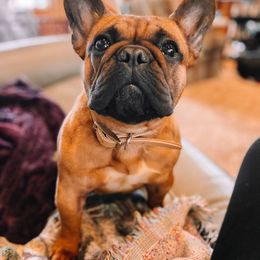 Sedona - French Bulldog