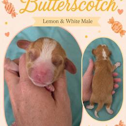 Butterscotch - Lemon male Beagle puppy in Lake City, Florida from Sunkissed Beagles