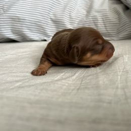 Boy 1 - Chocolate and tan male Dachshund puppy in Baldwin Park, California from 626 Dachshund
