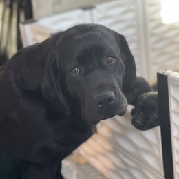 Lela - Labrador Retriever