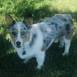 Kooper - Pembroke Welsh Corgi