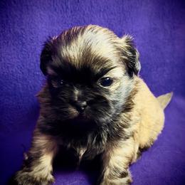 Shih Tzu puppies from T-Amore Shih Tzu