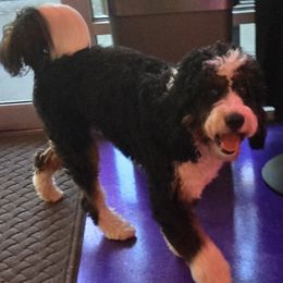 Ollie - Bernedoodle