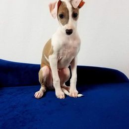 Italian Greyhound Puppies from Divine Italian Greyhounds