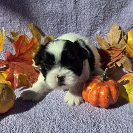 Black spotted girl - Black and white female Shih Tzu puppy in Vinita, Oklahoma from Locust Creek Shih Tzu & Havanese