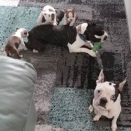 Boston Terriers from Tallulahs Boston babes