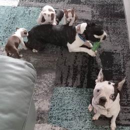 Boston Terriers from Tallulahs Boston babes