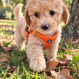 Huck - Apricot male Aussiedoodle puppy in Byron, Georgia from Southern Olive Doodles 🫒