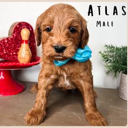 Atlas - Red  male Goldendoodle puppy in Hilton, New York from The House of Goldendoodle