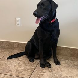 Stella - Labrador Retriever
