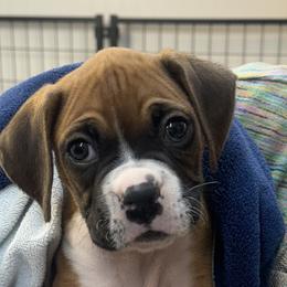Boy 1 - Fawn male Boxer puppy in Elyria, Ohio from Just-A-Wyn Boxers