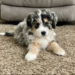Aussiedoodle and Goldendoodle Puppies from Skyridge Doodles